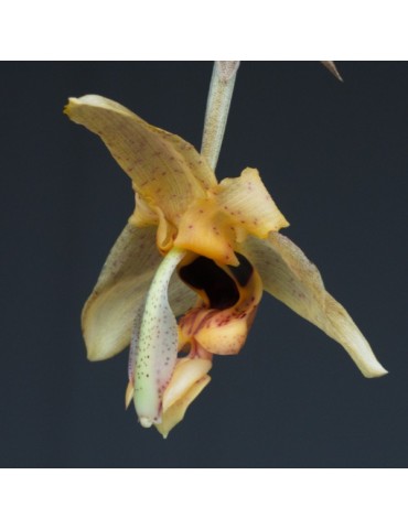 Stanhopea nigripes