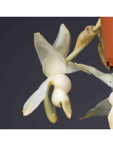 Stanhopea Souvenir de Marie-France Bourdon en sphaigne