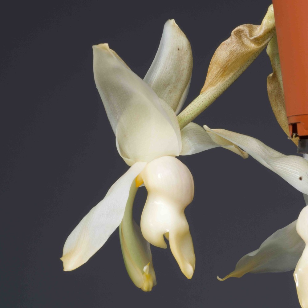 Stanhopea Souvenir de Marie-France Bourdon