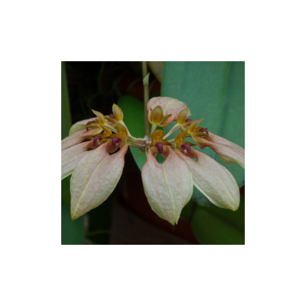 Bulbophyllum weberi