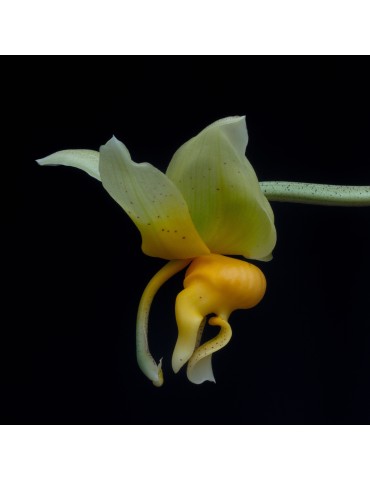 Stanhopea pseudoradiosa en sphaigne