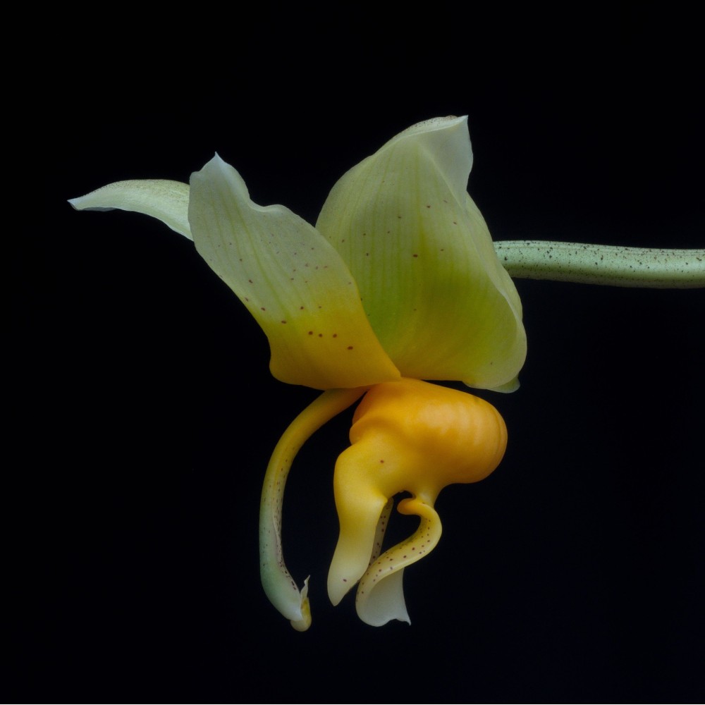 Stanhopea pseudoradiosa