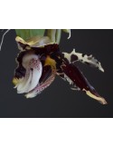Stanhopea tigrina var. nigroviolacea