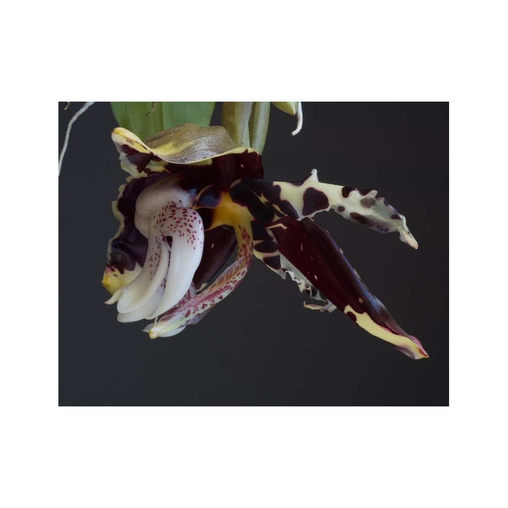 Stanhopea tigrina var. nigroviolacea