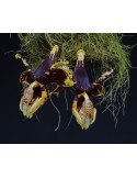 Stanhopea tigrina var. nigroviolacea