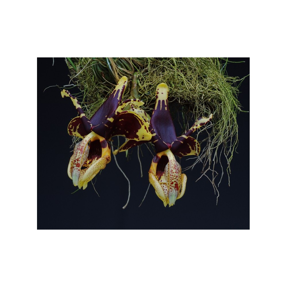 Stanhopea tigrina var. nigroviolacea