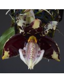 Stanhopea tigrina var. nigroviolacea