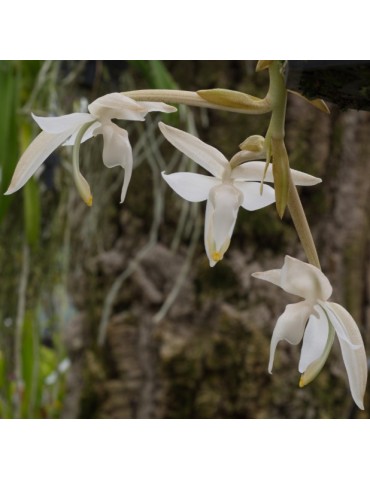 Stanhopea candida en sphaigne