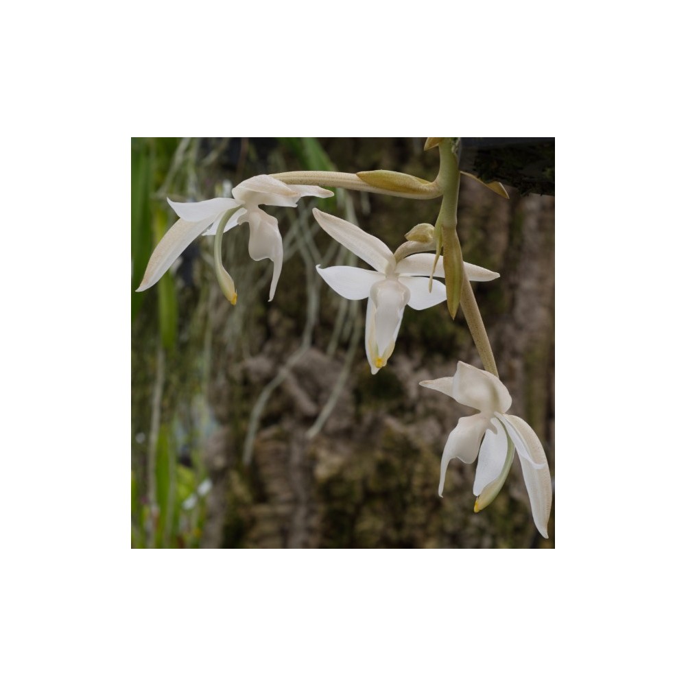 Stanhopea candida