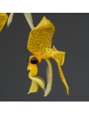 Stanhopea greerii