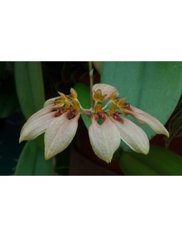 Bulbophyllum weberi 2