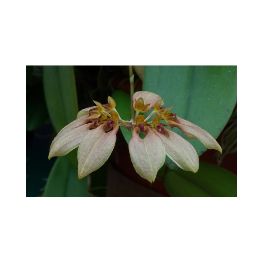 Bulbophyllum weberi