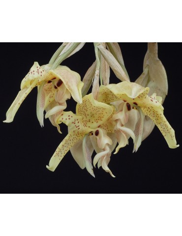 Stanhopea costaricensis