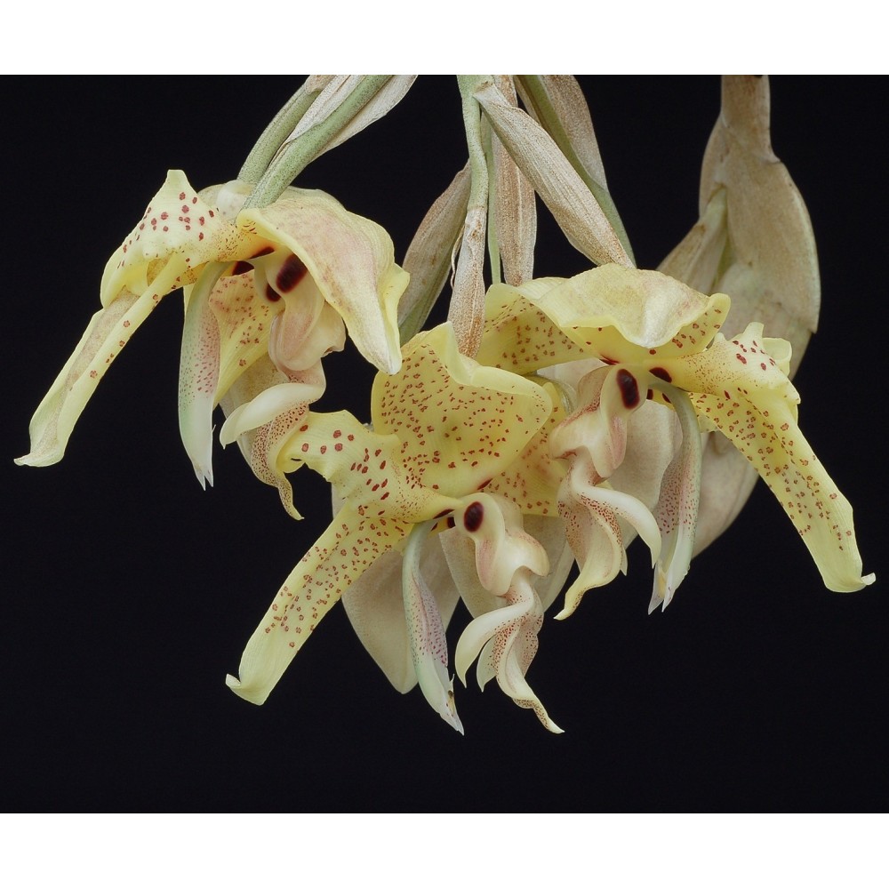 Stanhopea costaricensis