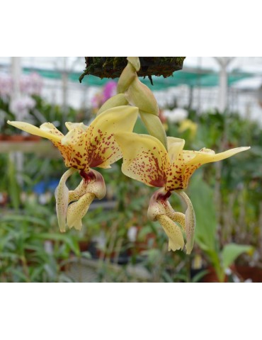 Stanhopea (saccata x madouxiana) x tigrina