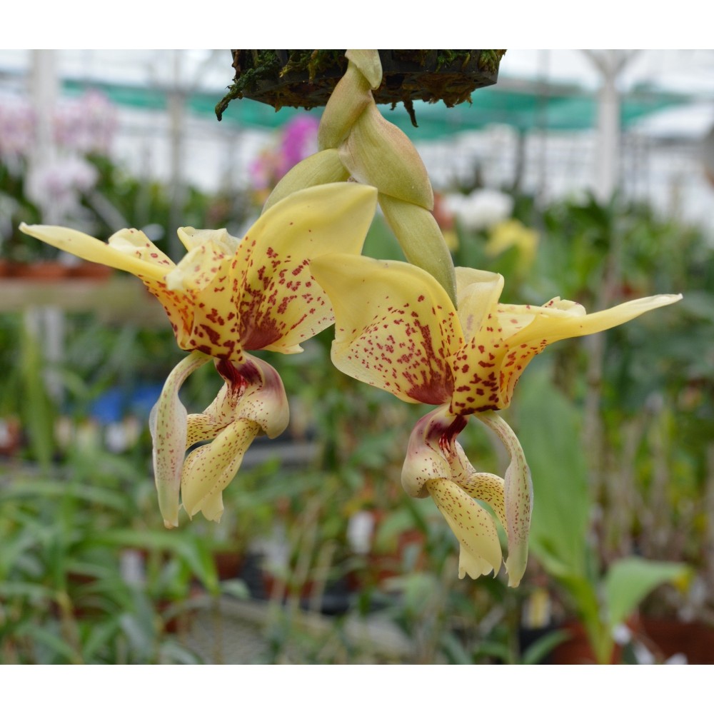 Stanhopea (saccata x madouxiana) x tigrina