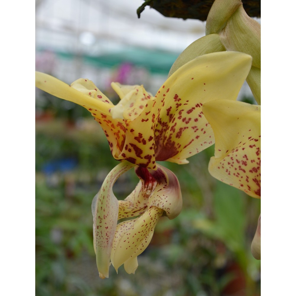 Stanhopea (saccata x madouxiana) x tigrina