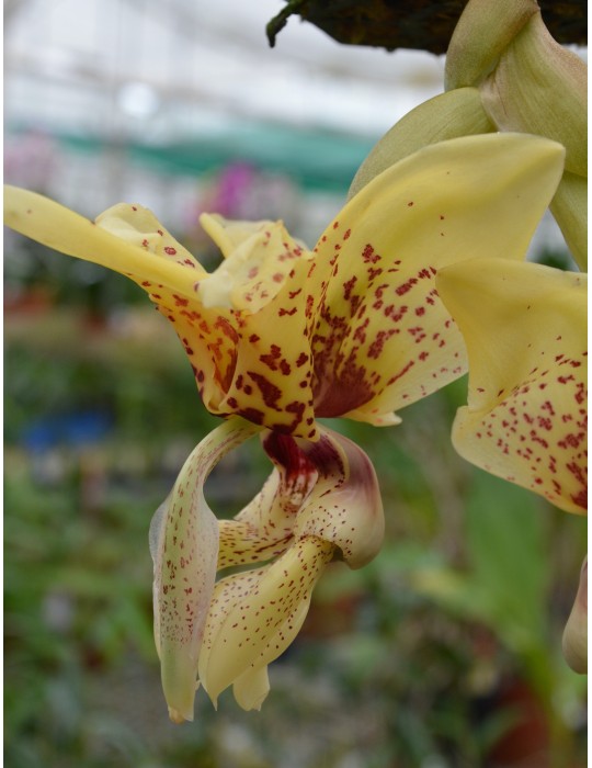 Stanhopea (saccata x madouxiana) x tigrina