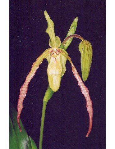 Phragmipedium Lucy Robbins