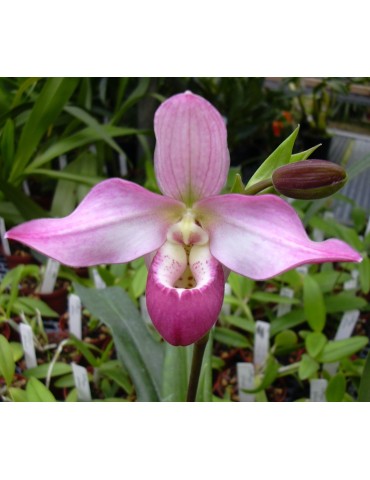 Phragmipedium Randy Macdonald