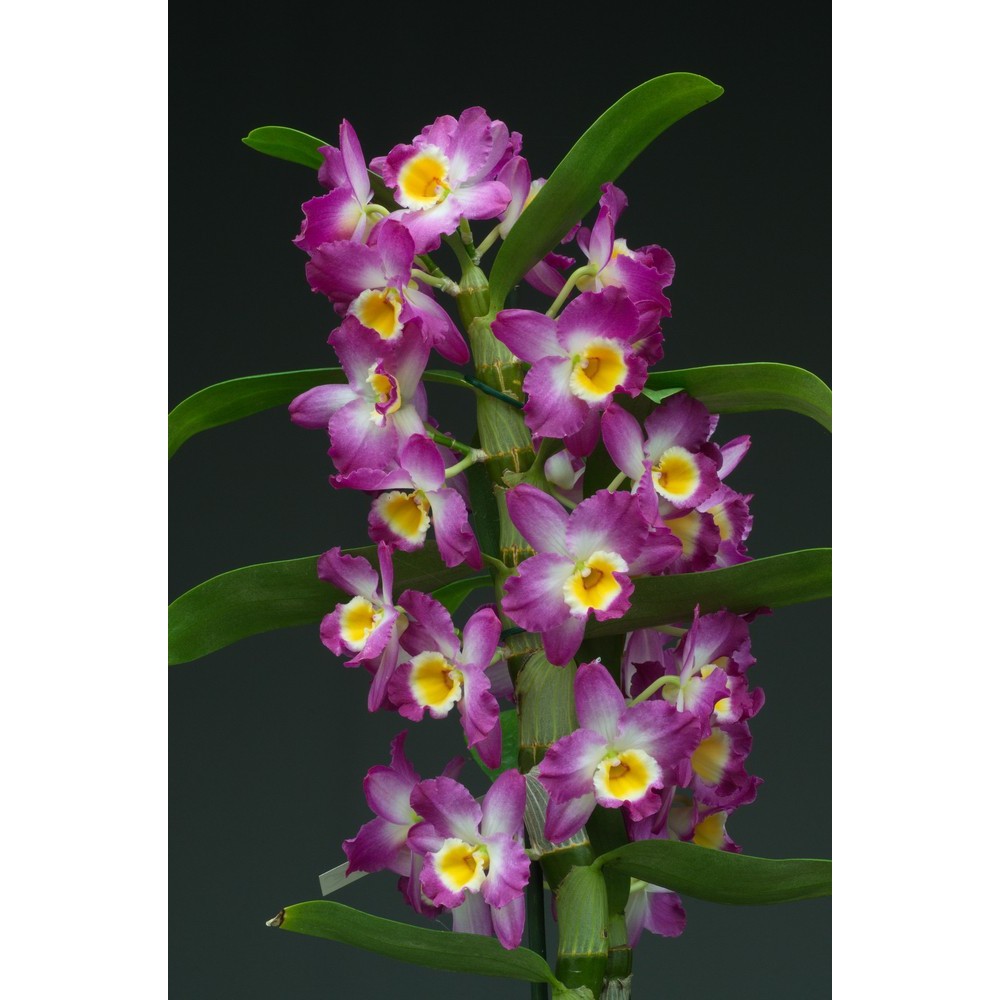 Dendrobium Comet King