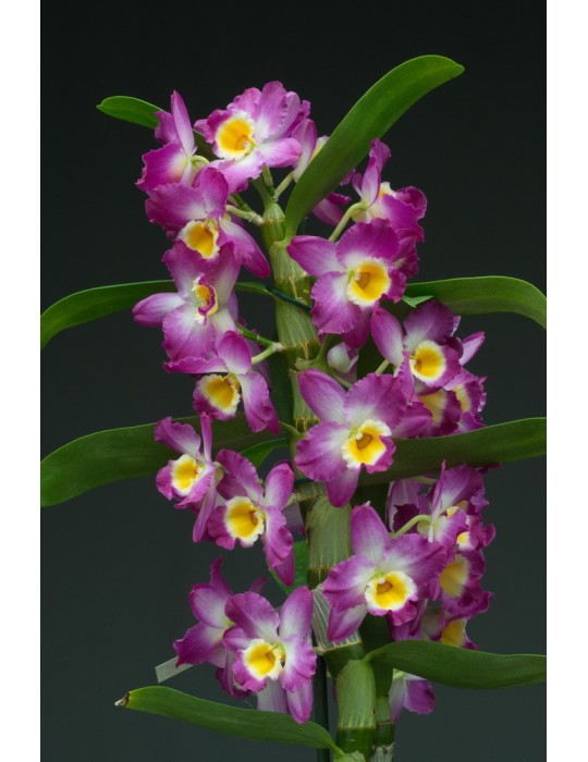 Dendrobium Comet King