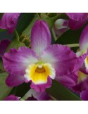 Dendrobium Comet King