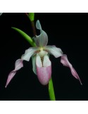 Phragmipedium Ainsworthii