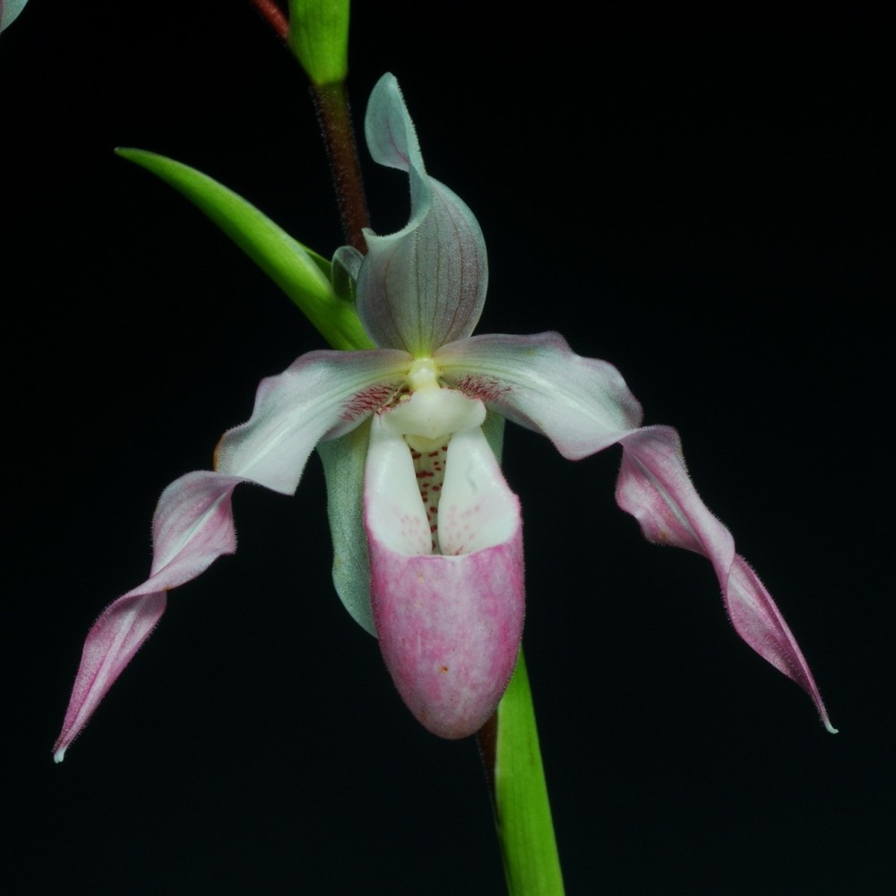 Phragmipedium Ainsworthii