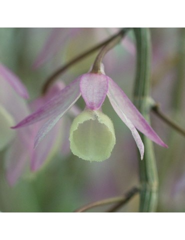 Dendrobium aphyllum en sphaigne