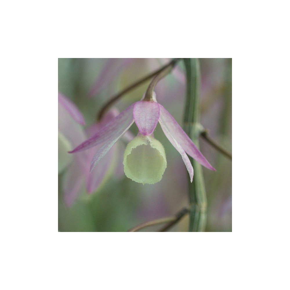 Dendrobium aphyllum