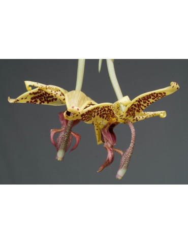 Embreea rodigasiana x Stanhopea oculata en sphaigne