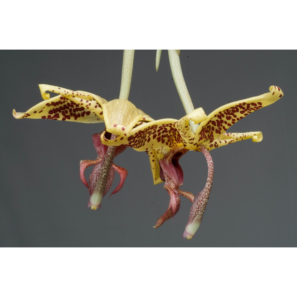 Embreea rodigasiana x Stanhopea oculata Embreea rodigasiana x Stanhopea oculata