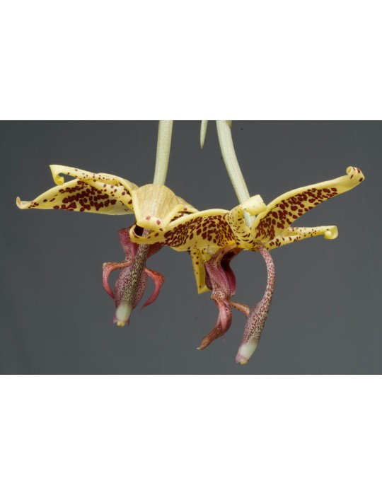 Embreea rodigasiana x Stanhopea oculata Embreea rodigasiana x Stanhopea oculata