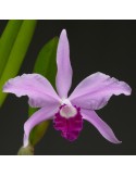 Cattleya Noé