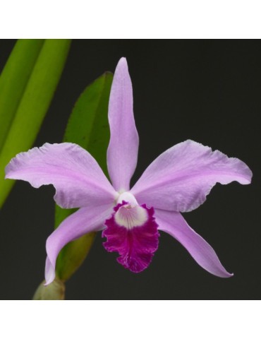 Cattleya Noé