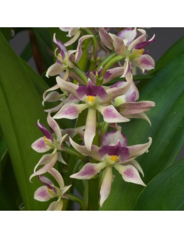 Prosthechea spondiada