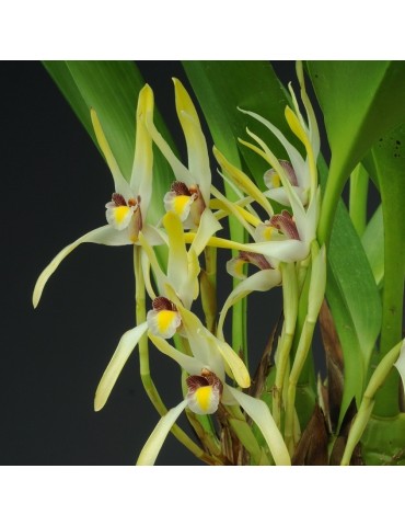 Maxillaria setigera