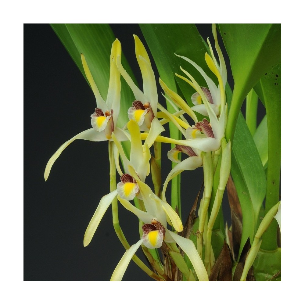 Maxillaria setigera