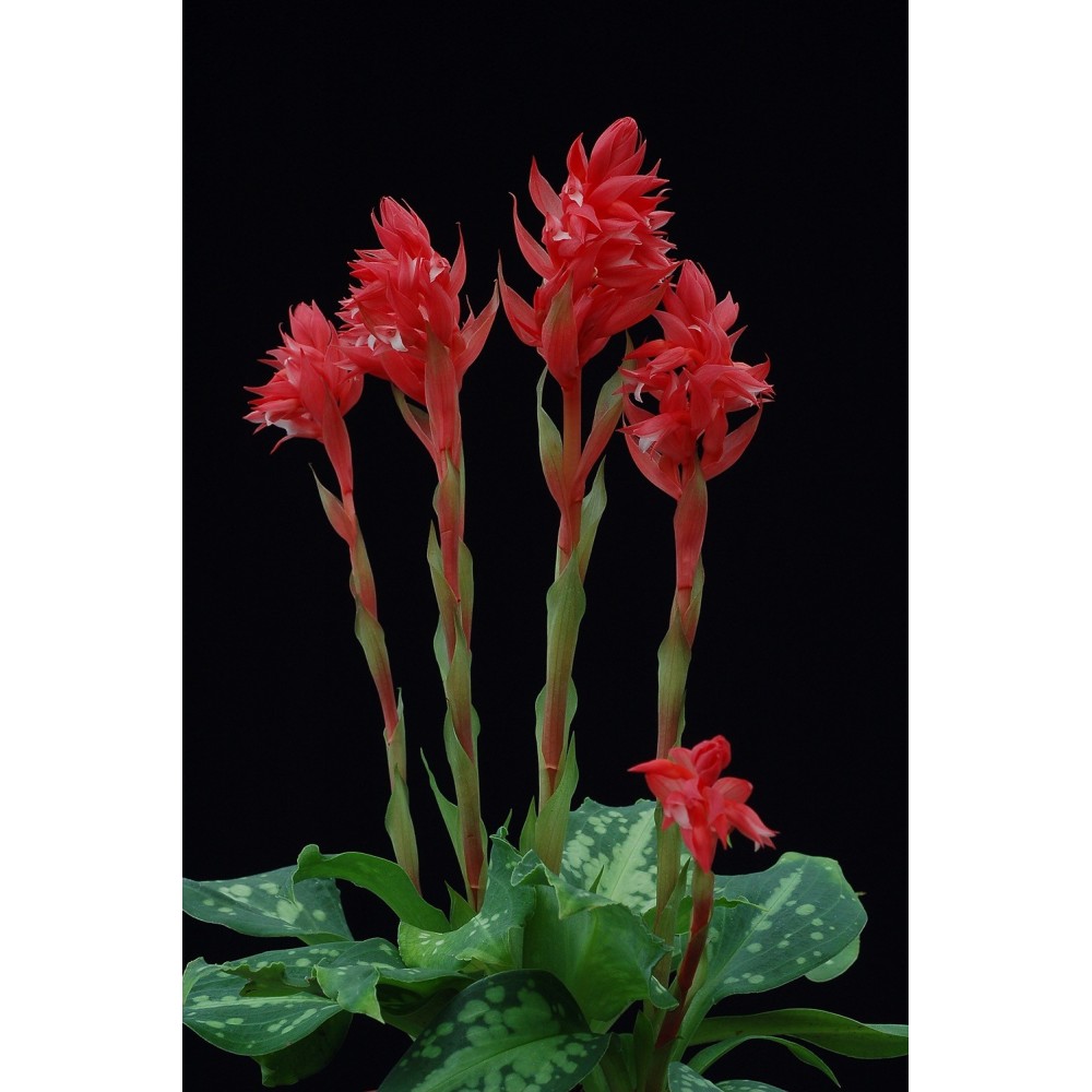 Sacoila speciosa