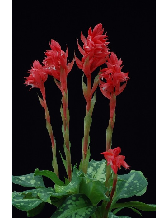 Sacoila speciosa