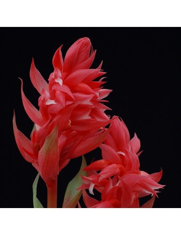 Stenorrhynchos speciosum