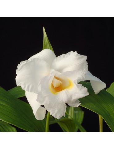 Sobralia leucoxantha