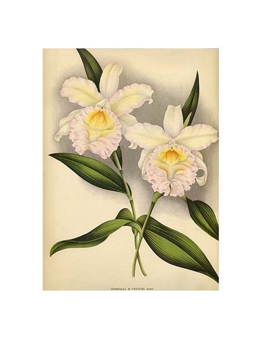 Sobralia Veitchii Sobralia Veitchii