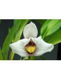 Maxillaria Justine