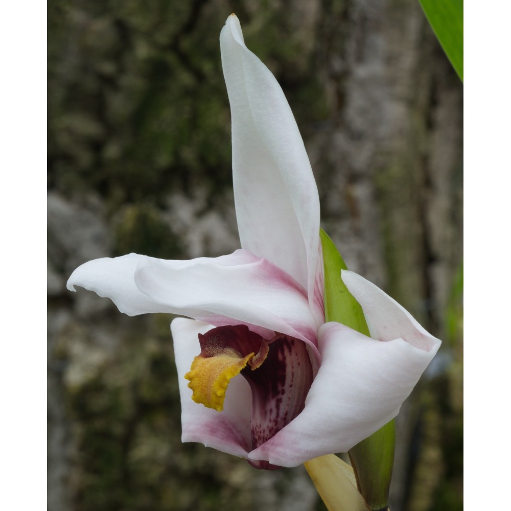 Maxillaria Justine