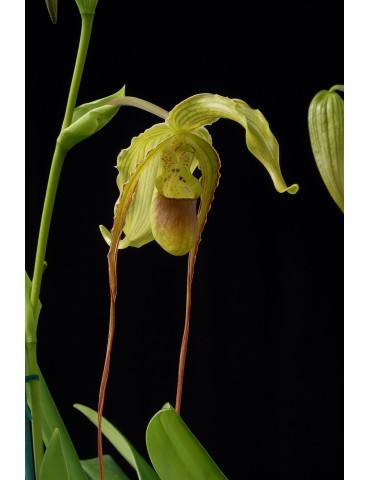 Phragmipedium Grande