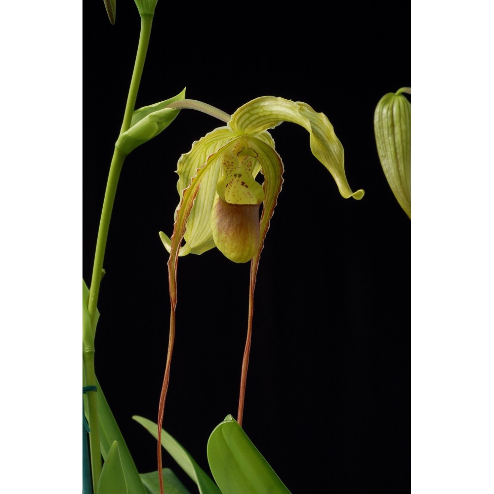 Phragmipedium Grande
