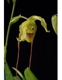 Phragmipedium Grande