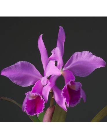 Cattleya labiata en sphaigne